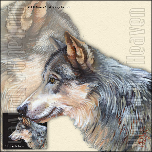 JWBaker-Grey Wolf2